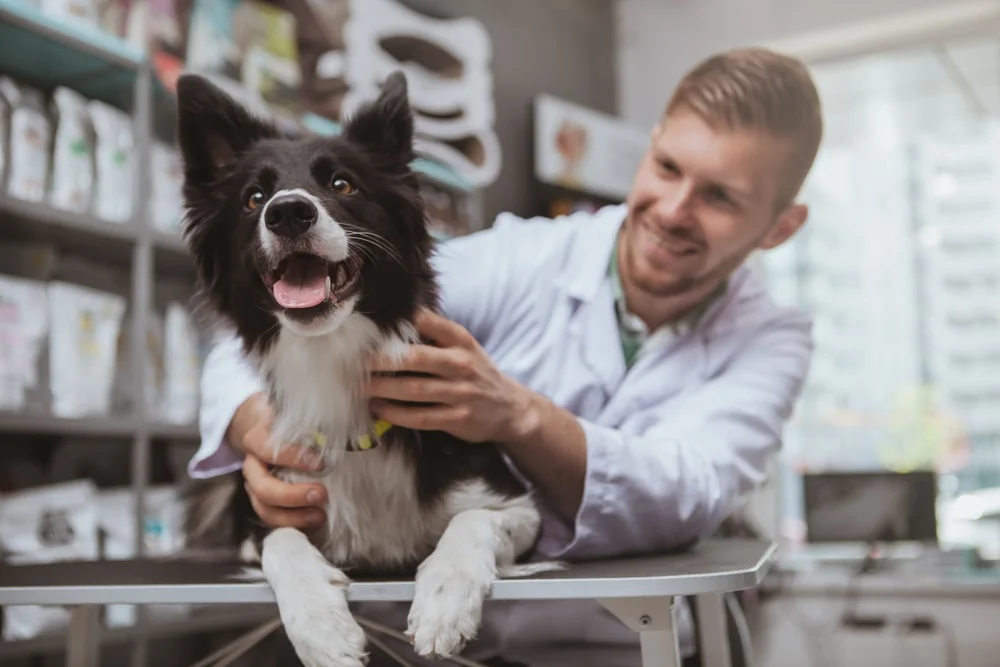 Dog being examined at the vet