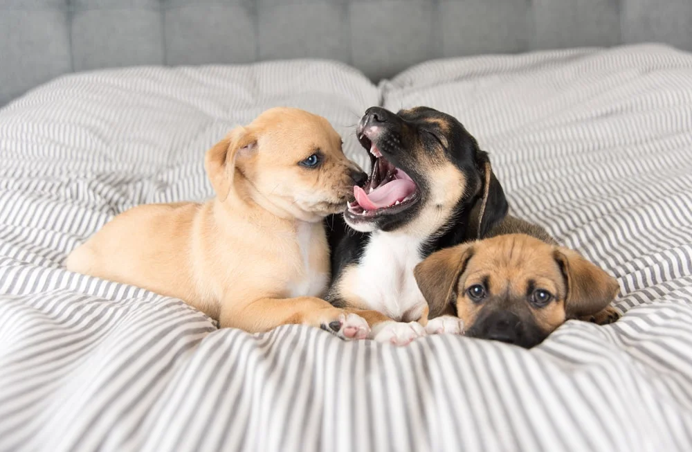 Three puppies in a bed