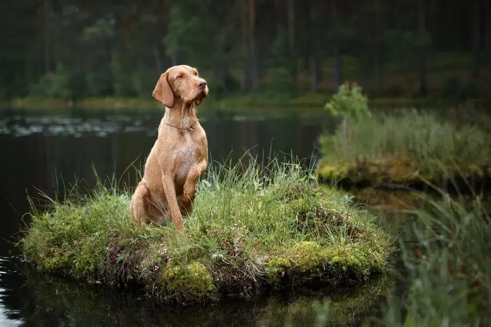 A Vizsla dog sits at attention on a wetlands hummock.