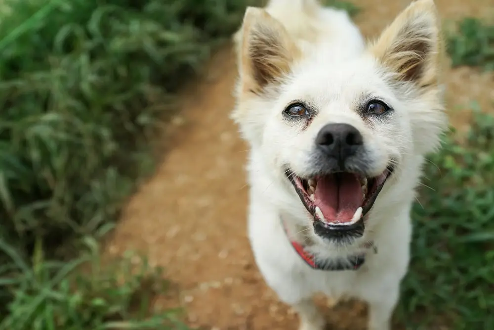 A white dog on a forest trail looks up happily into the camera.