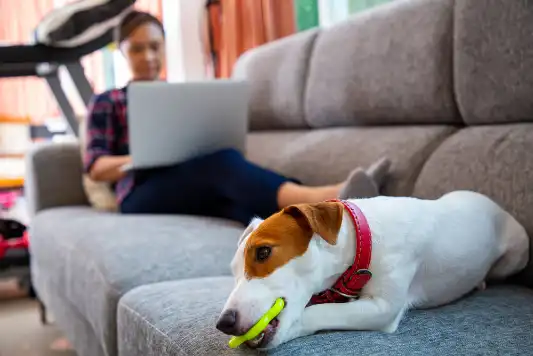 Jack russell terrier chewing a toy bone on the sofa.