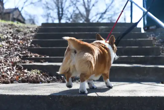 A Corgi’s butt shaking while he walks.