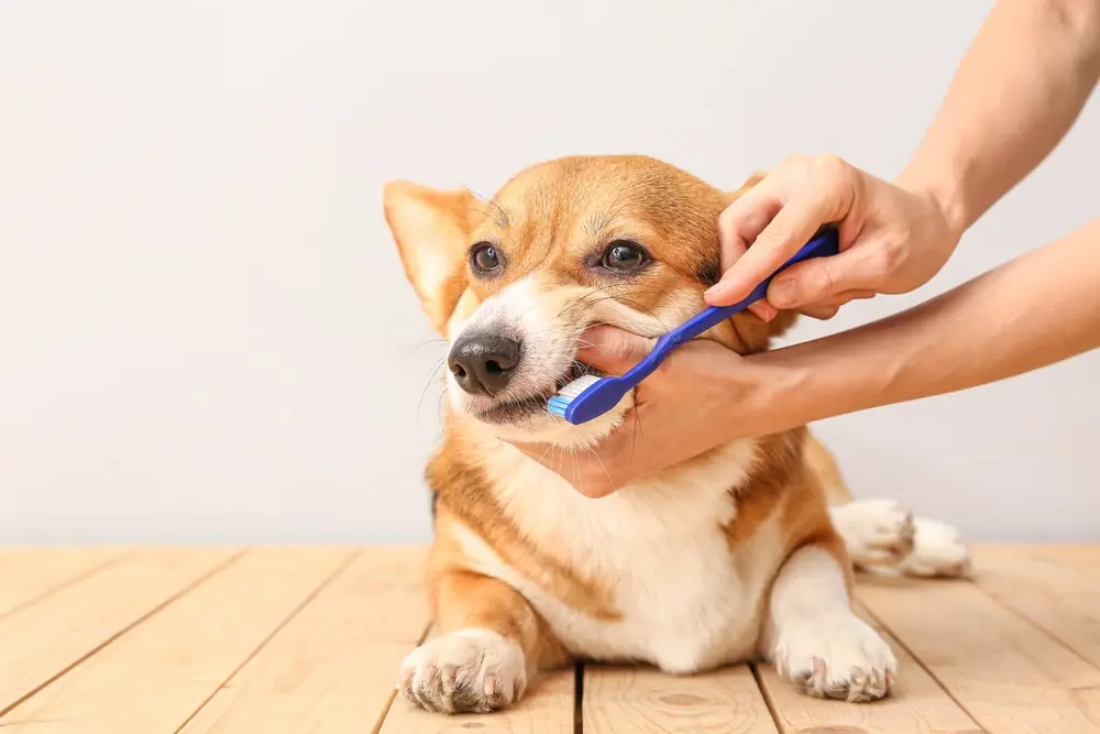 Dog getting their teeth brushed