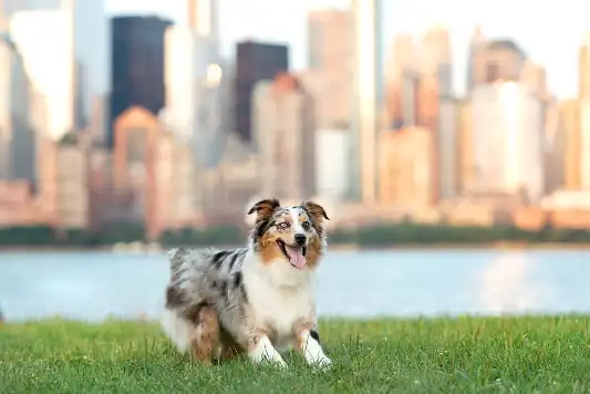 A smiling border collie with a city in the background