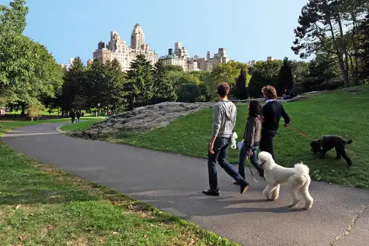 Dog owners and their poodles walk through Central Park.