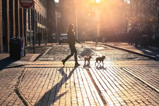 Person walking two small dogs at sunset on a New York City brick street