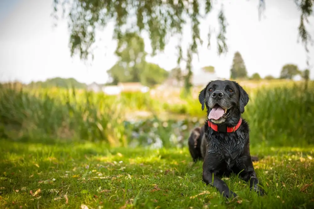 Older black Labrador retriever laying down in the grass with their tongue out.