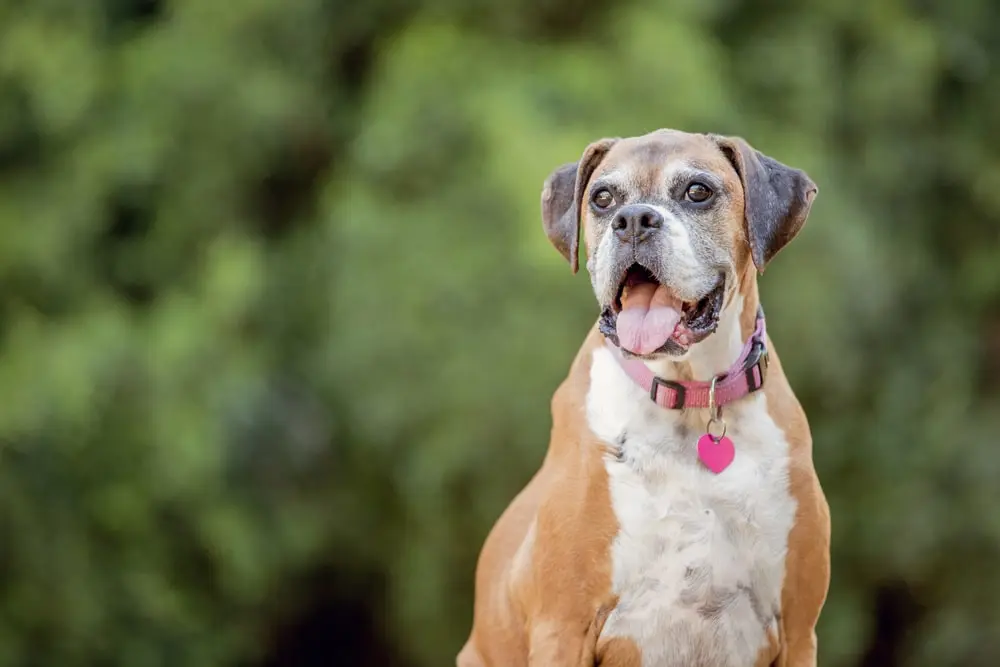 Older Boxer dog sitting outside.