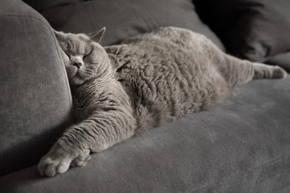 A gray cat sleeps on a gray couch with their face pressed against an armrest. 