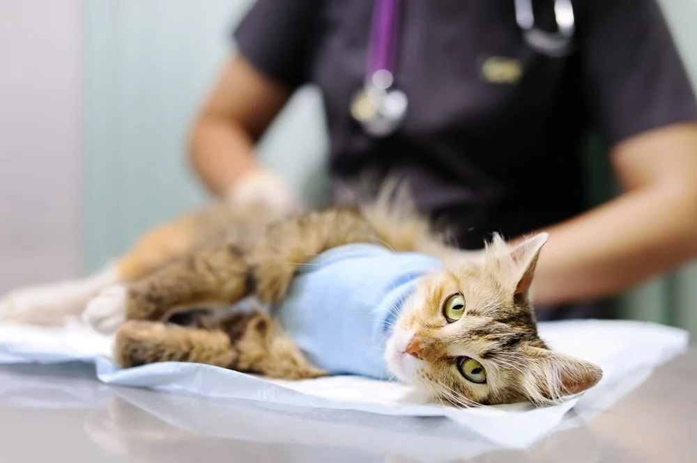 Cat being examined at the vet