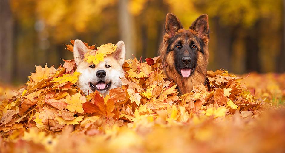 3 Ways to Keep your Pet Safe this Fall