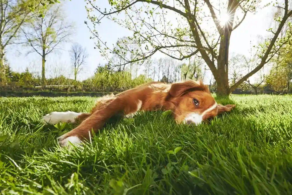 Nova Scotia Duck Tolling retriever laying under a tree outside.