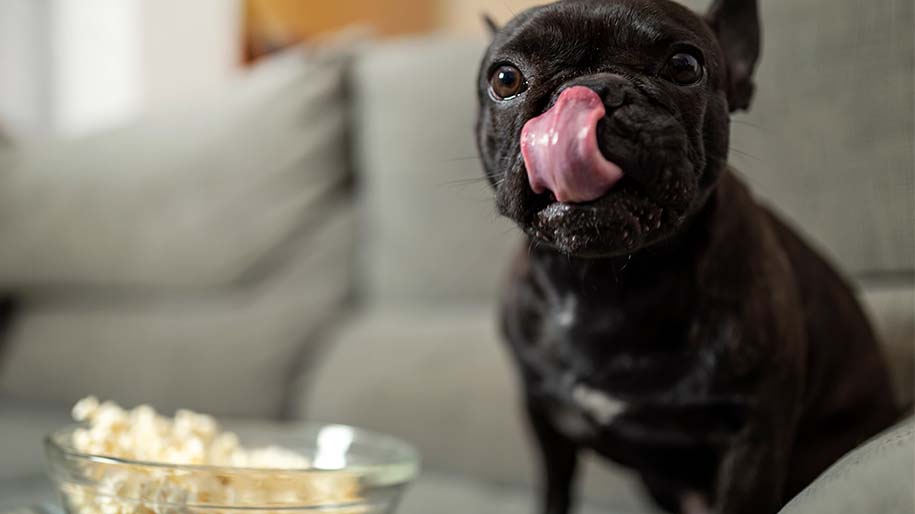 A small black dog licking his chops next to a bowl of popcorn.