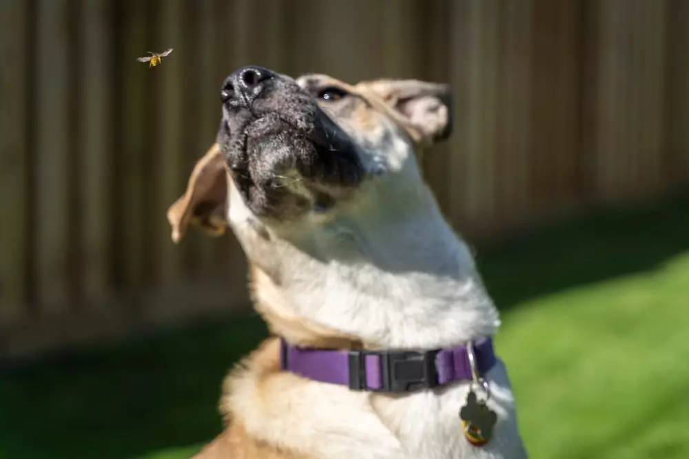 My dog stepped on a Bee 🐝 REMIX 