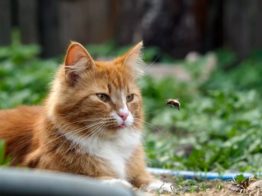 An orange cat laying in grass while staring at a bee. 
