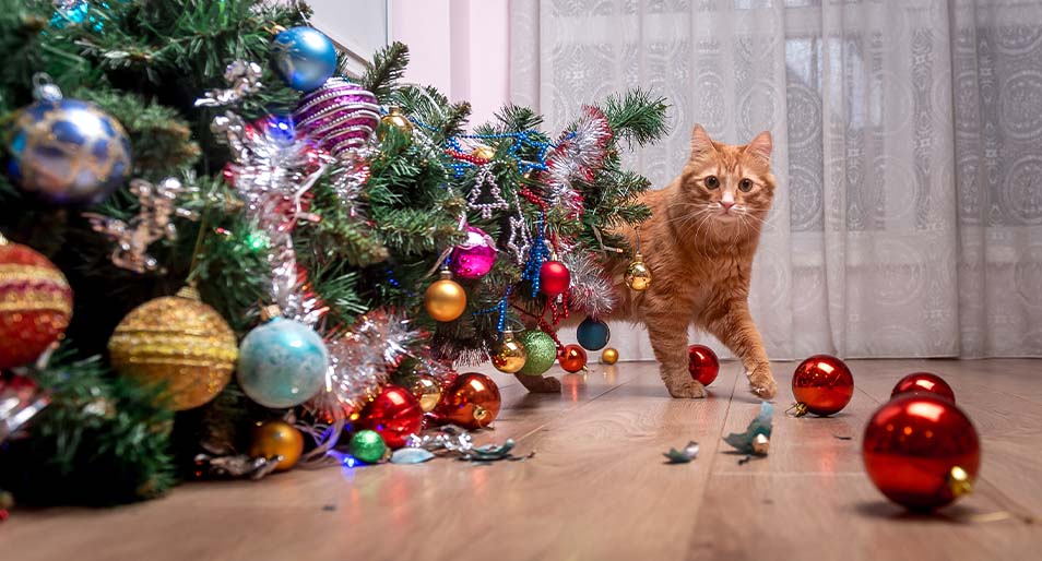 An orange Tabby walking away from a fallen Christmas tree.