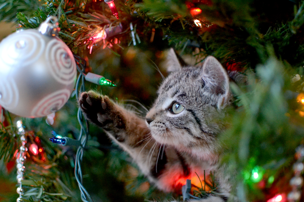 A cute gray tabby kitten reaching for an ornament on the Christmas Tree.