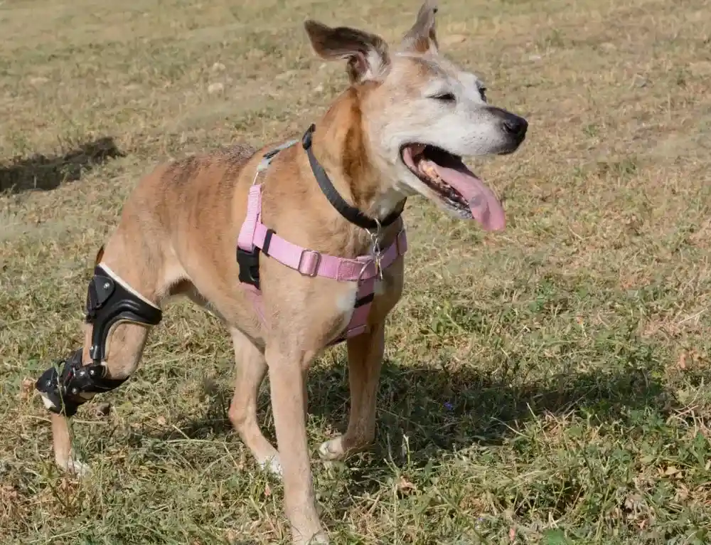 Happy older boxer mixed breed dog with a brace squinting in the sunlight.