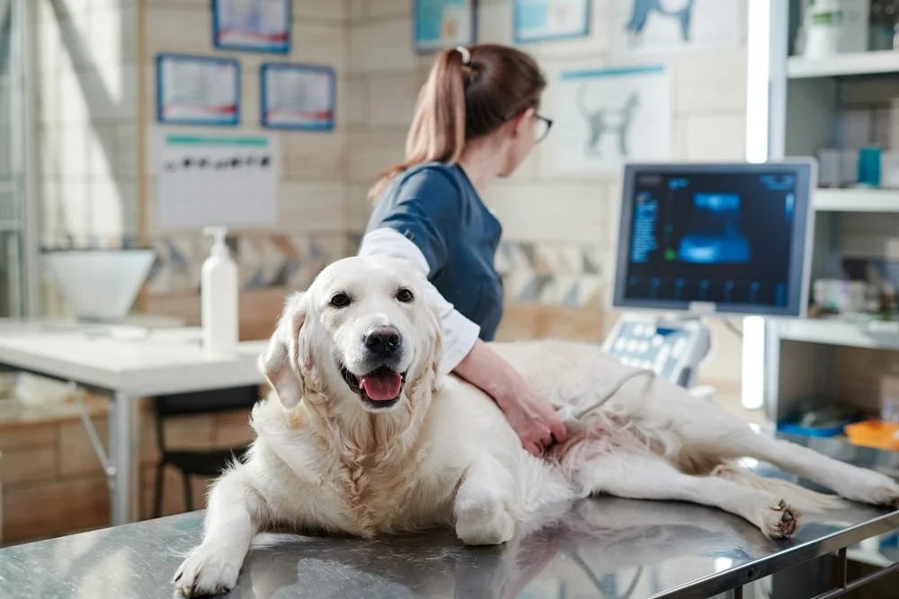 A vet performs an ultrasound on a white dog.