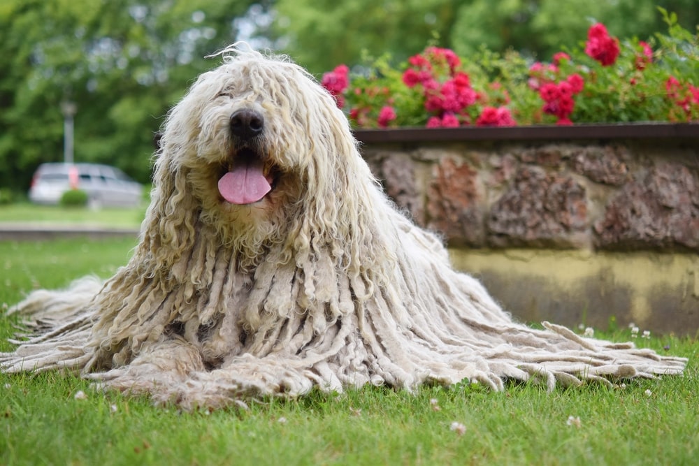 A happy Komondor sits on the grass with its tongue out.
