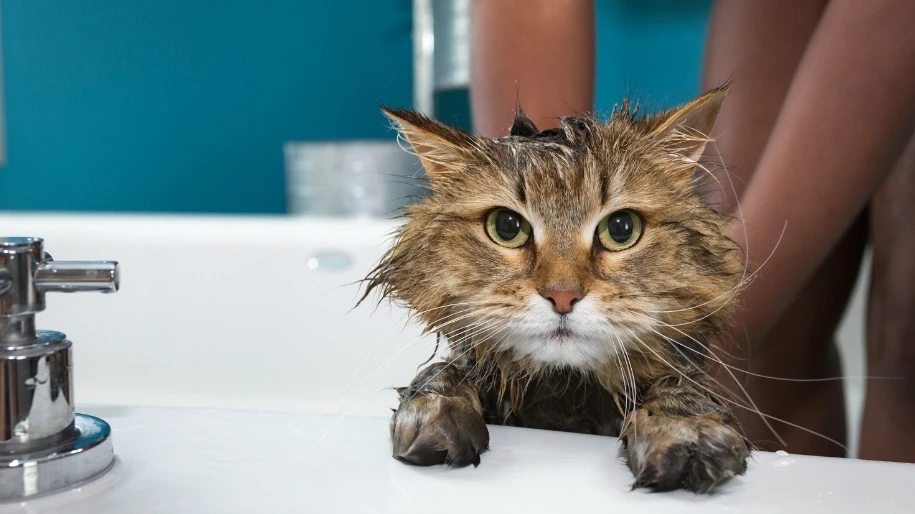 How Often Should I Give my Cat a Bath?