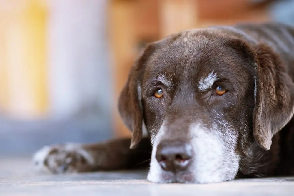 Older dog resting in front of a house.