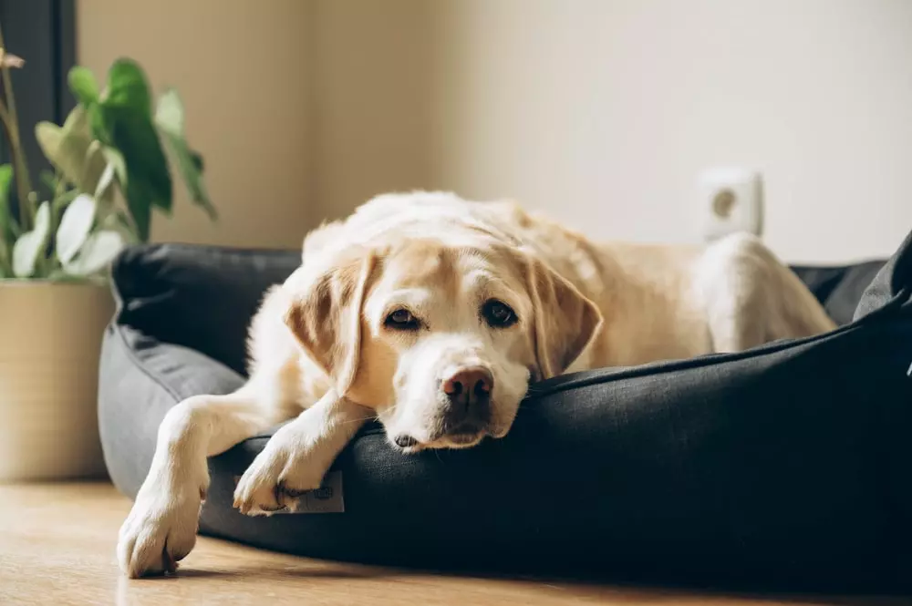 Elderly yellow Labrador laying in their bed.