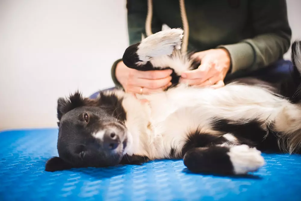 A Border collie getting a massage by a physical therapist.