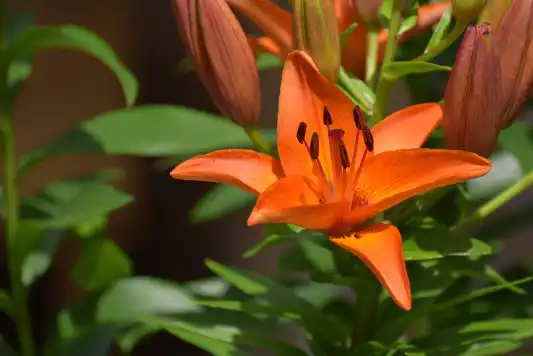 Close-up of an orange lily flower