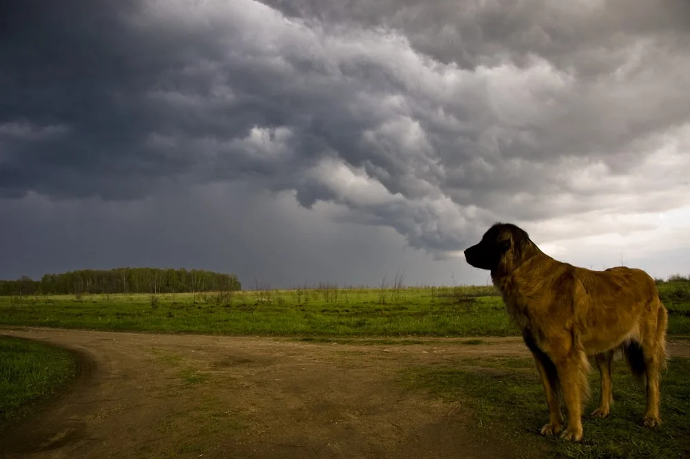 A golden lab stands on a dirt road beneath ominous clouds.