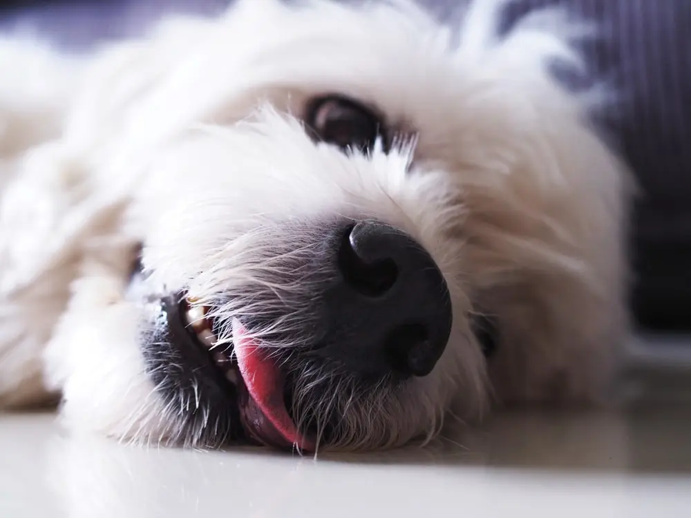 A close up of a furry white dog lying on the floor. 