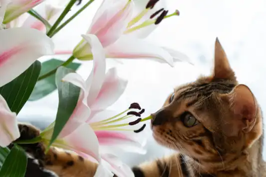 A cat sniffing at lilies