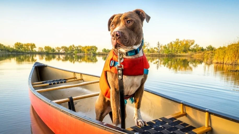 A pitbull in a life vest stands in a canoe on a lake.