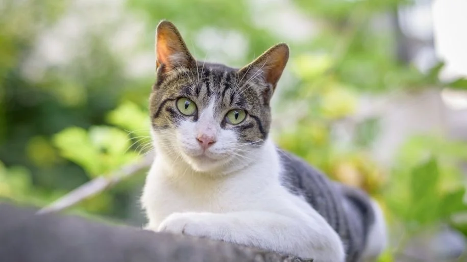 5 Ways Your Cat Can Safely Enjoy The Outdoors - MetLife Pet Insurance 