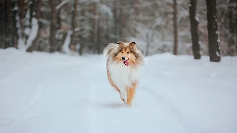 A rough collie runs down a snowy path in the woods.
