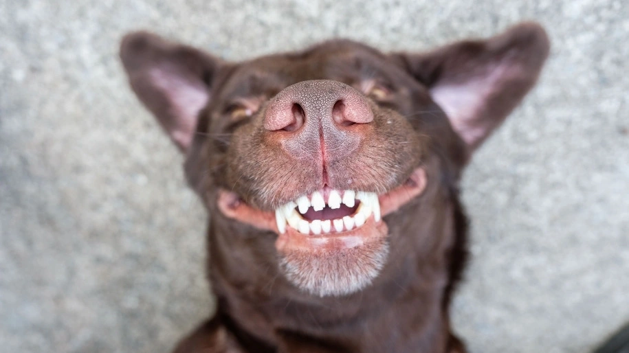 Dental Care Tips Every Dog Owner Should Know
