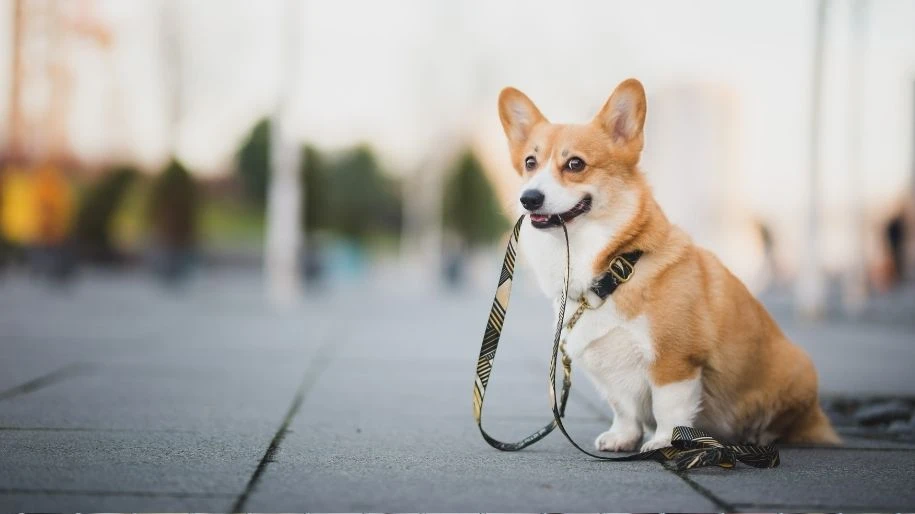 A cheeky corgi sits on a city sidewalk holding their leash in their mouth.