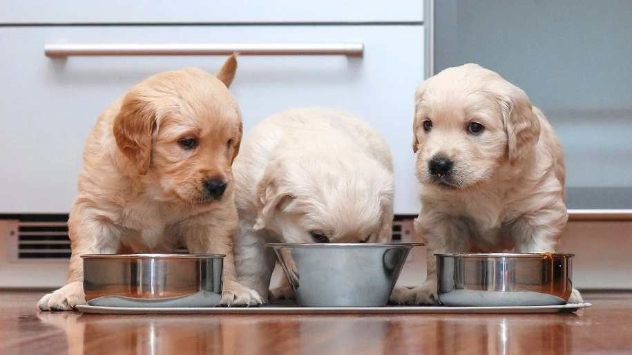 Three puppies eat side-by-side from bowls.