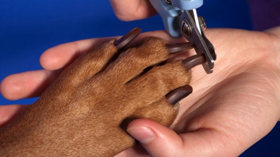 How To Trim Your Pet's Nails