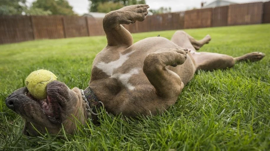 A brown dog lies on their back in grass with a ball in their mouth.