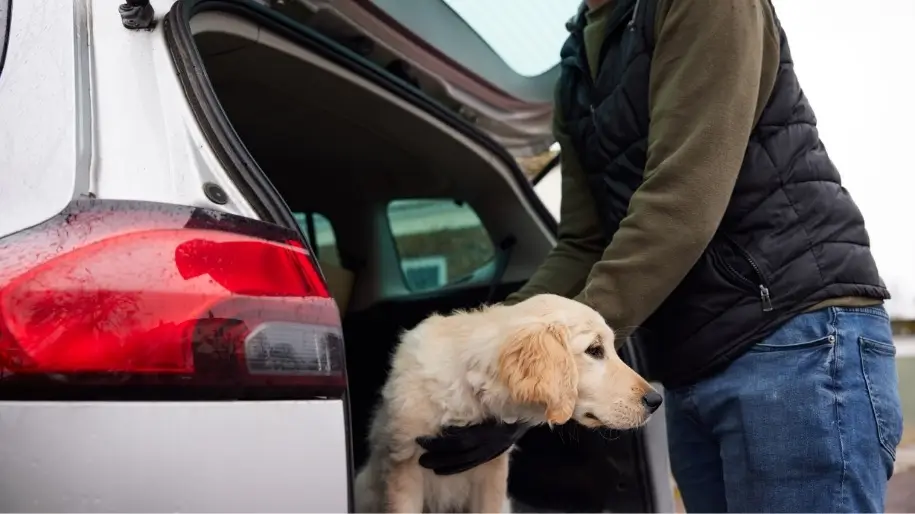 A person in gloves helps a golden doodle into the back of a car.