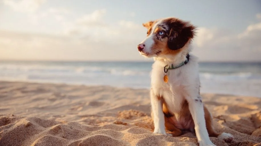 Tips for Taking your Dog to the Beach