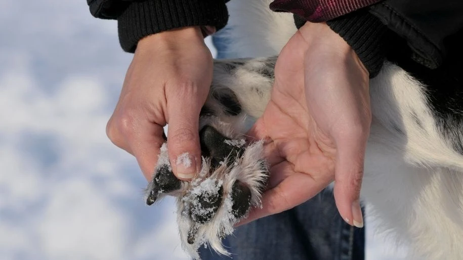 A person with white hands holds a dog's icy paw in a winter setting.