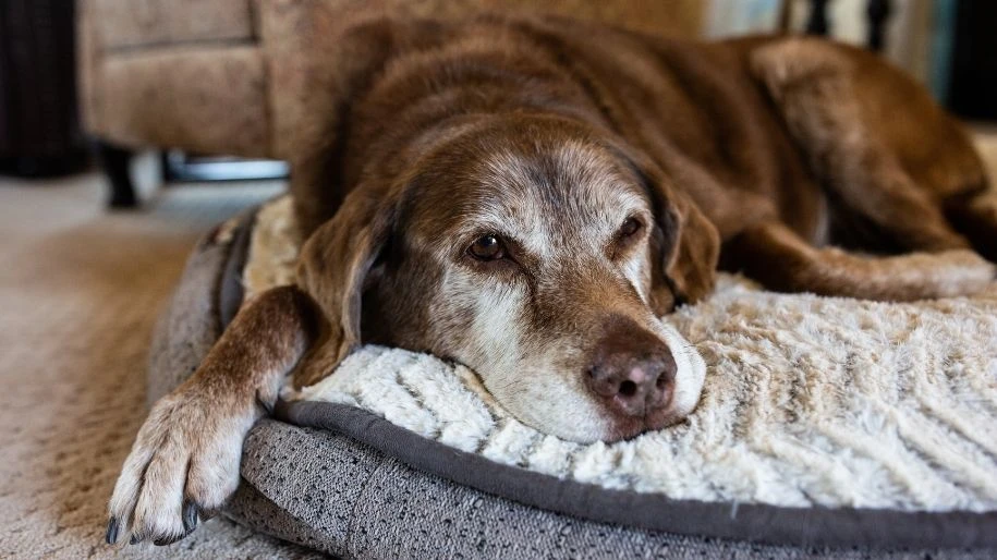A brown senior dog with a white muzzle snoozes on a cushion.