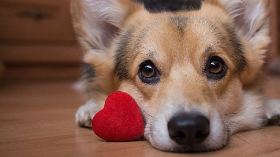 Valentine Safety for Pets - MetLife Pet Insurance 