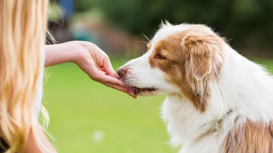 A white and brown collie eats a treat from a person's hand.