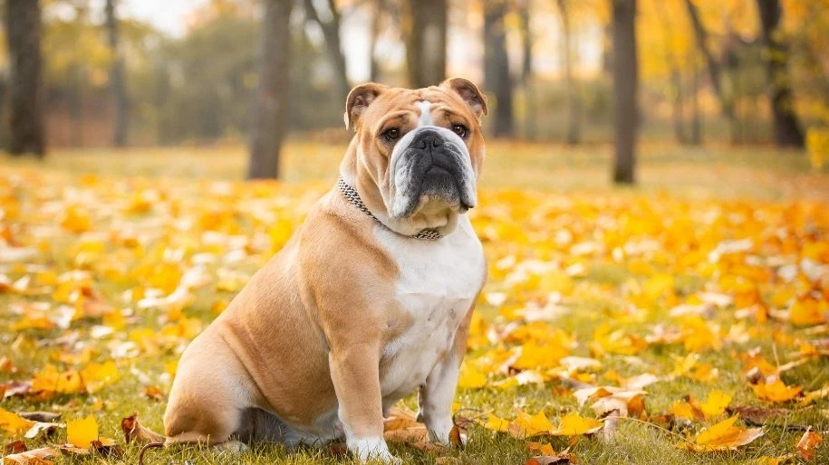 A brown bulldog sits on golden leaves in an autumnal forest.