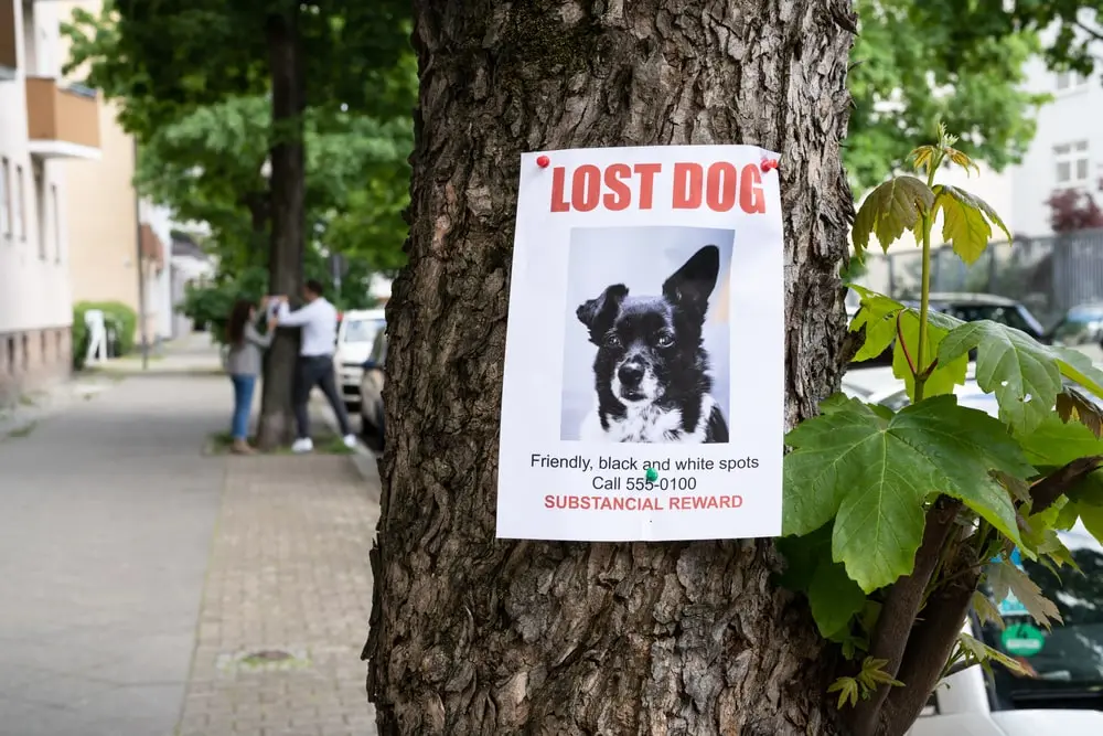 A "lost dog" poster stapled to a tree.