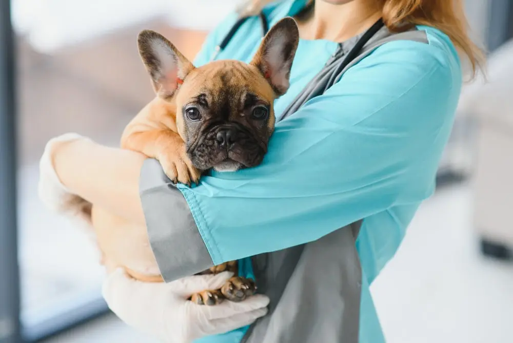 A veterinarian holds a French bulldog in their arms.