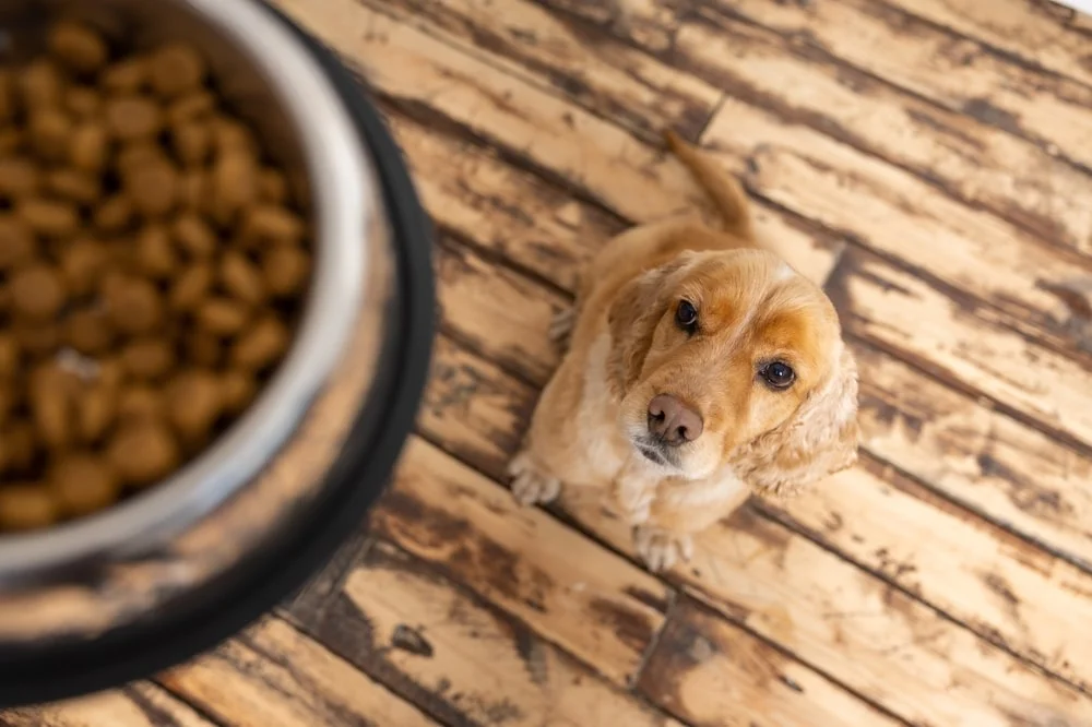 A golden retriever sits looking up at a dish full of kibble.